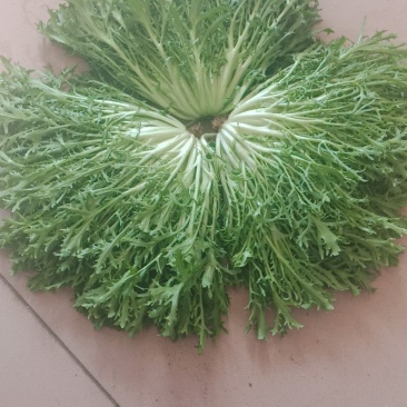 苦菊