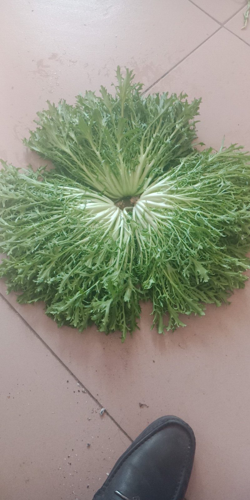 苦菊