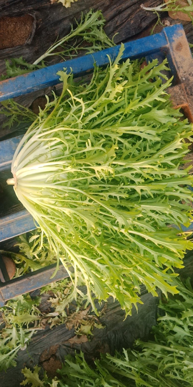 苦菊