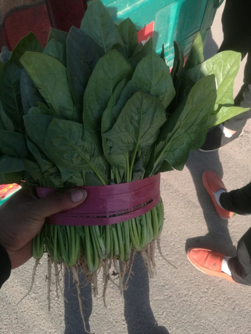 叶菜类
