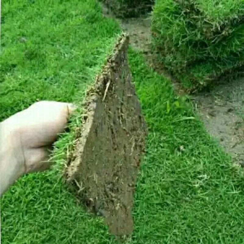 草皮