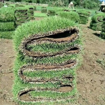 草皮