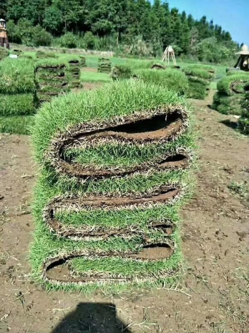 草皮