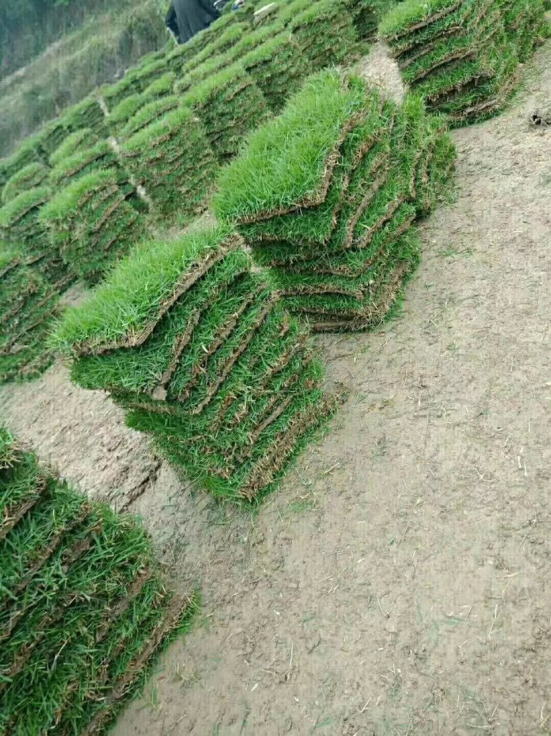 草皮