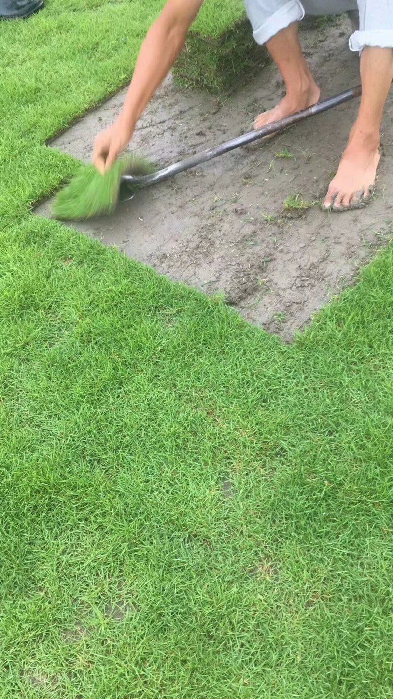 草皮