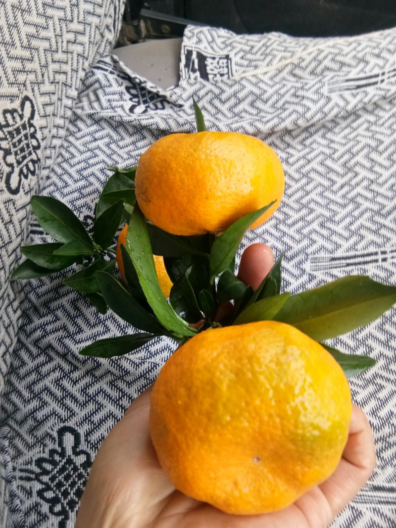 新余蜜桔，本地早，颜色好，囗感好