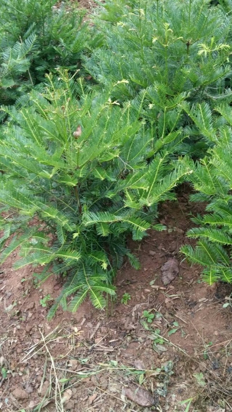 三尖杉基地直销物美价廉欢迎选购