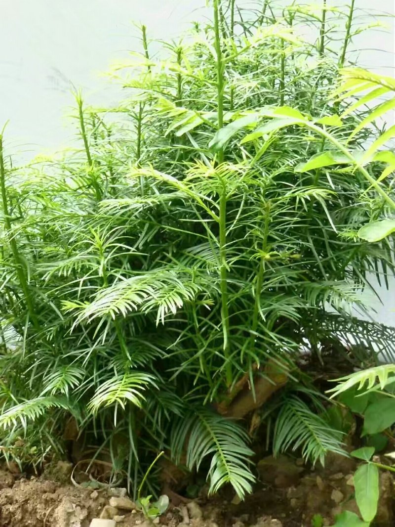 三尖杉基地直销物美价廉欢迎选购