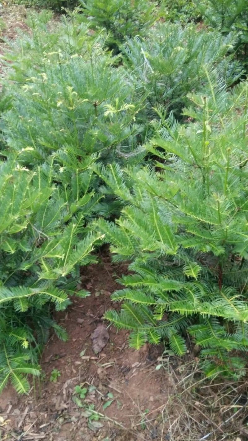 三尖杉基地直销物美价廉欢迎选购