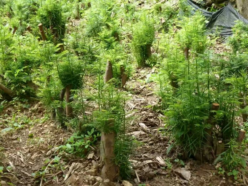 三尖杉基地直销物美价廉欢迎选购