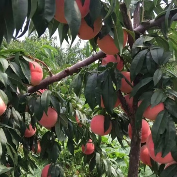 金秋红蜜桃