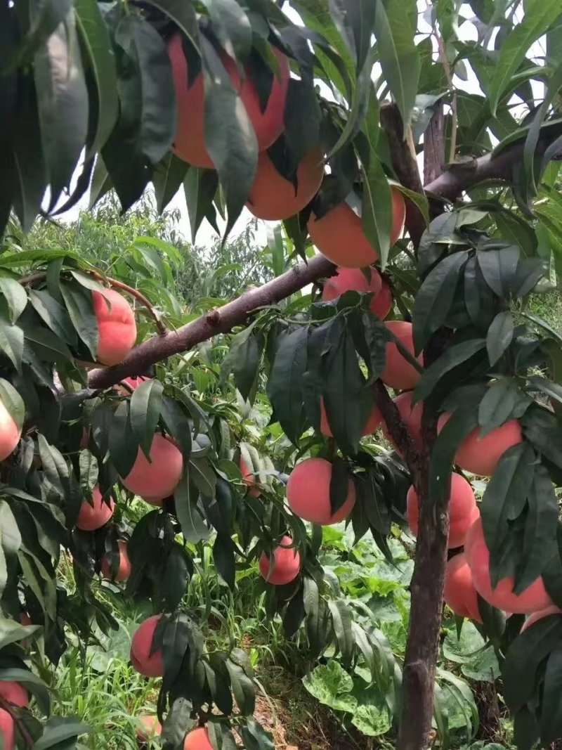 金秋红蜜桃