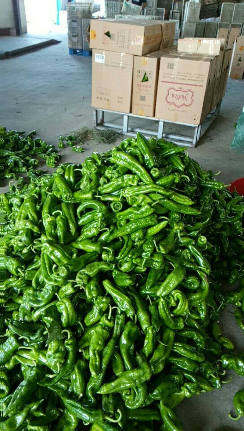 优质门椒，统椒