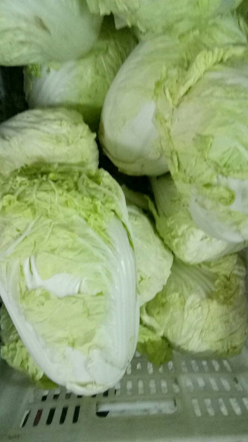 优质门椒，统椒