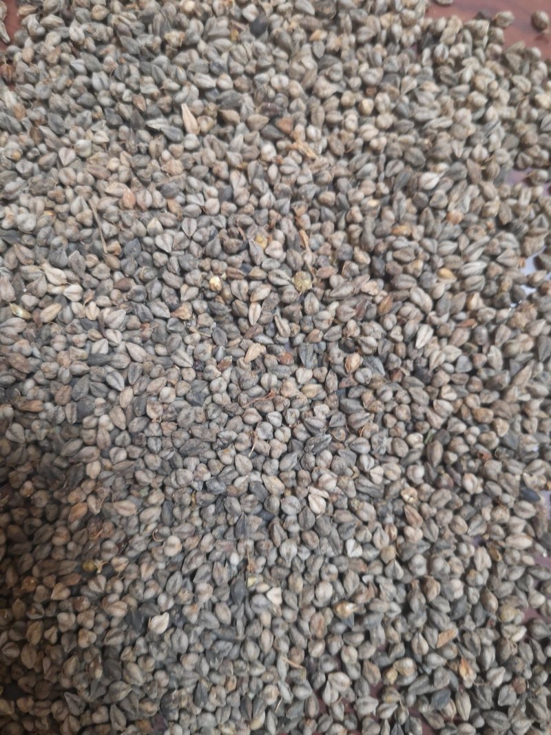 苦荞麦甘肃优质一等品