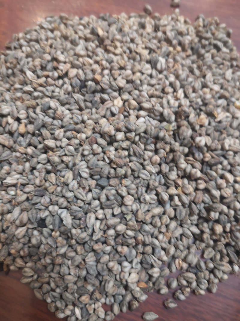 苦荞麦甘肃优质一等品