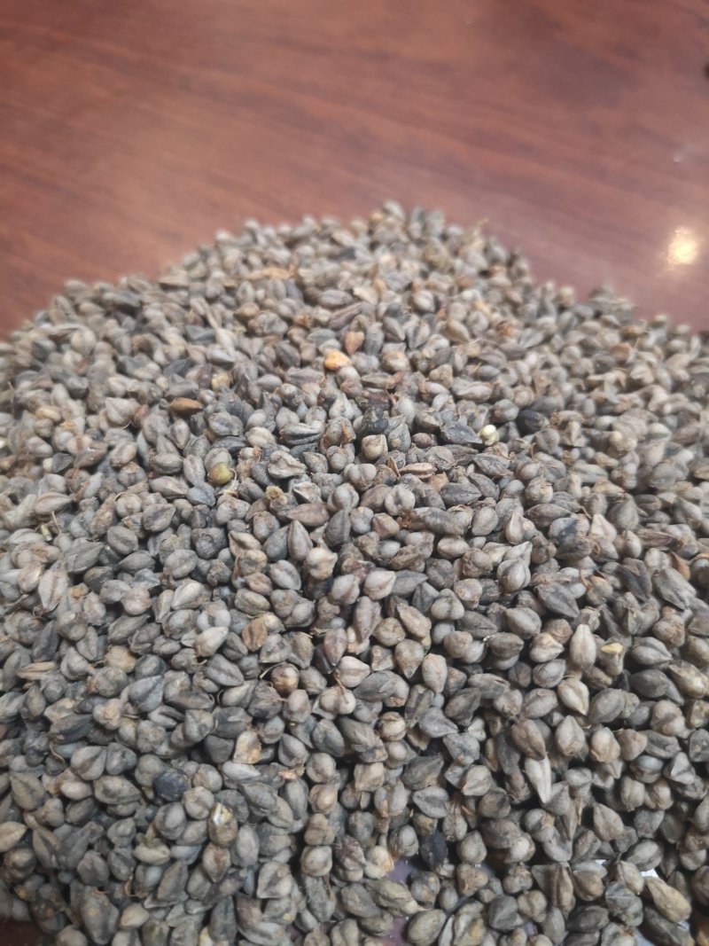 苦荞麦甘肃优质一等品