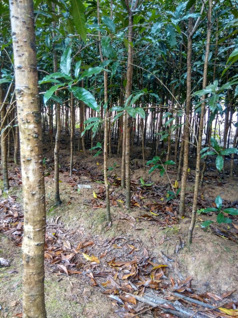 中国丹桂之乡福建浦城，3公分精品丹桂苗，欢迎新老客户前来
