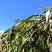 薏米薏仁薏仁米糯薏米
