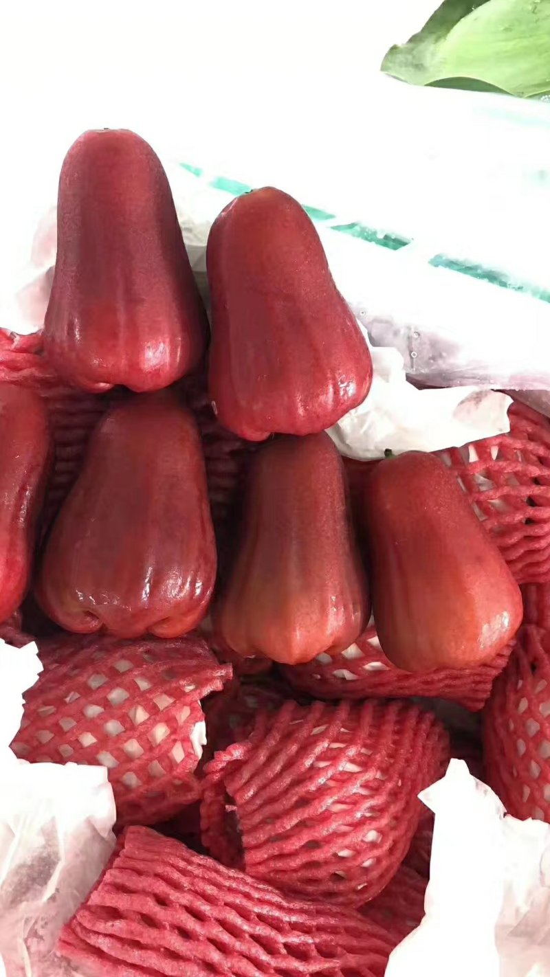 莲雾