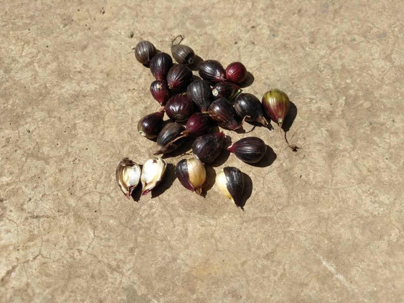 薏米薏仁薏仁米糯薏米