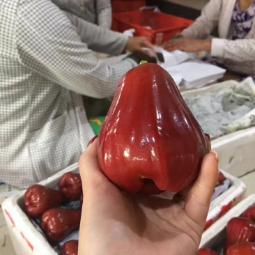 莲雾