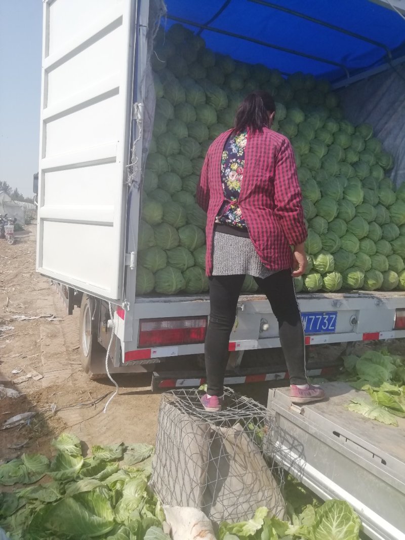 【精品】甘蓝，千亩基地直发，质量保证，全国发货