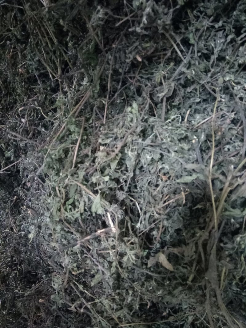 旱莲草