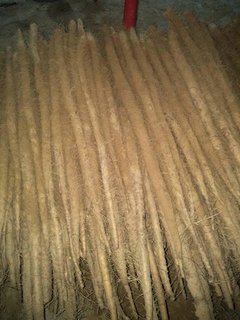 白玉山药大量上市，今天大掉价1.8/2要的老板抓紧行动了
