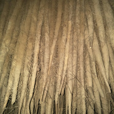 白玉山药大量上市，今天大掉价1.8/2要的老板抓紧行动了