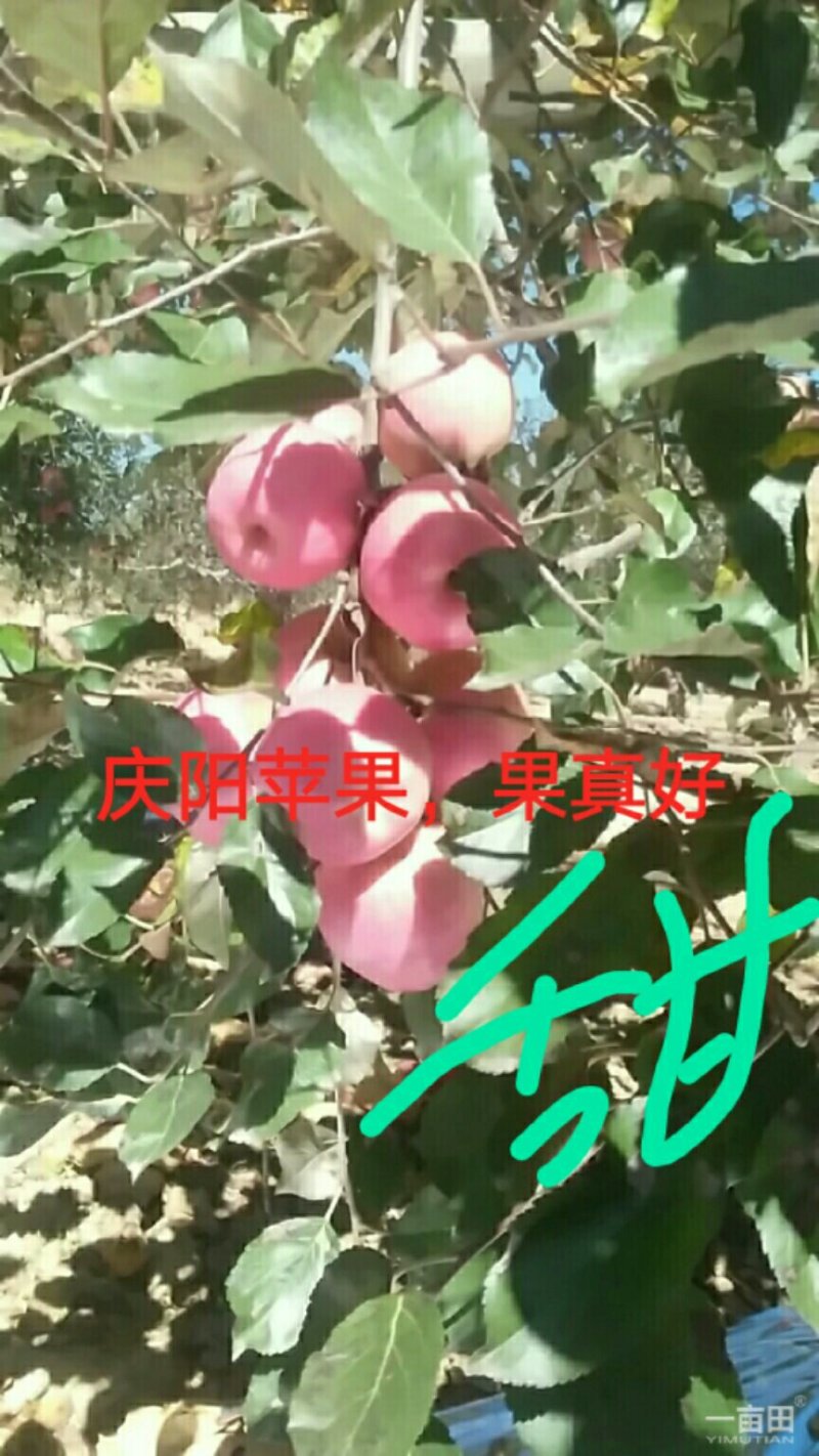 甘肃庆阳水晶红富士苹果预售，一件也批发（产地直销）
