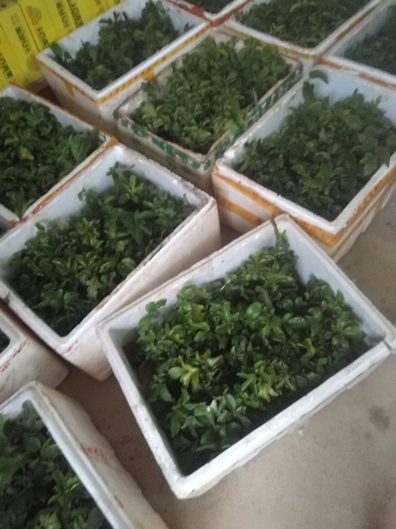 紫香，黄金百香果苗