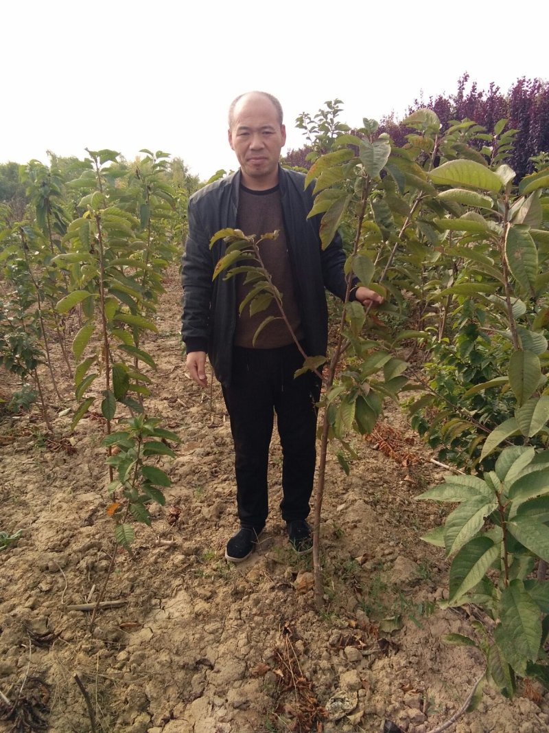 樱桃苗，水果苗，美早樱桃，红灯樱桃，早大果，布鲁斯品种