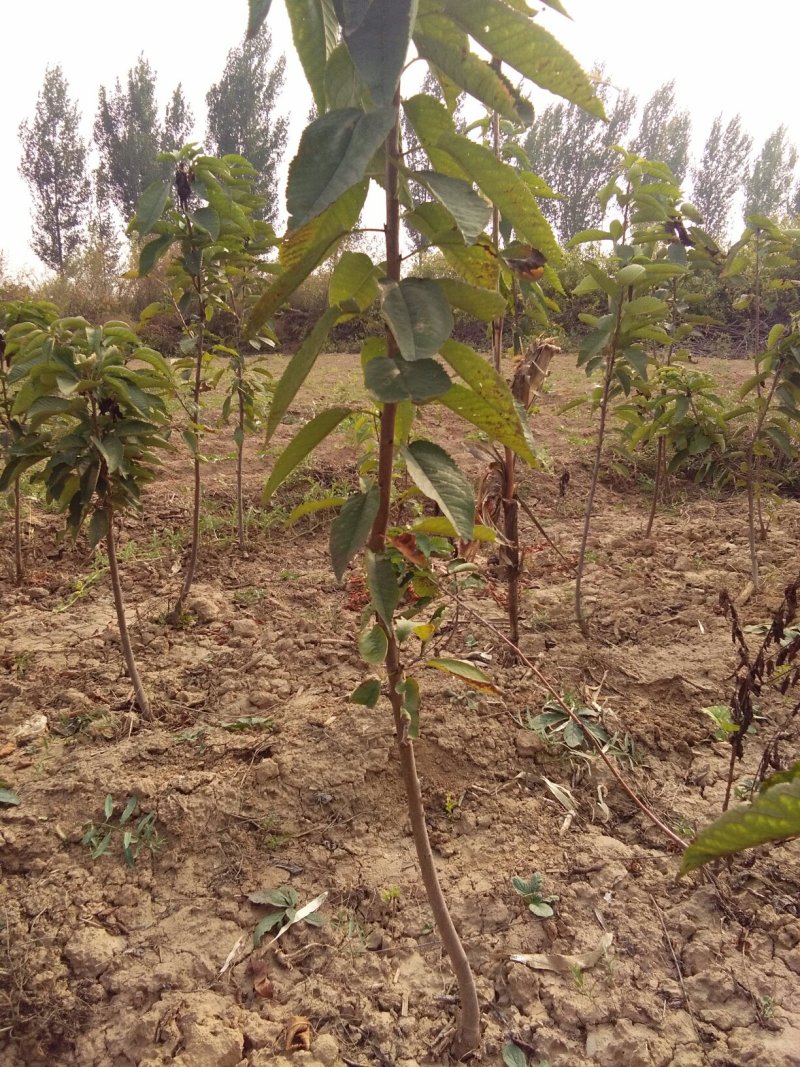 樱桃苗，水果苗，美早樱桃，红灯樱桃，早大果，布鲁斯品种