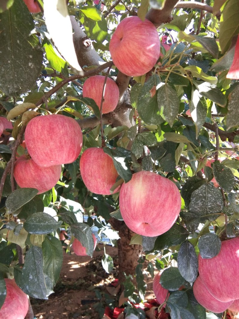 寒富苹果