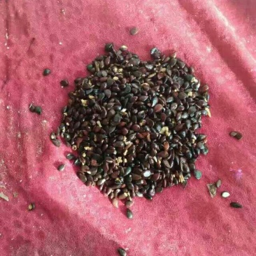 梨树种子