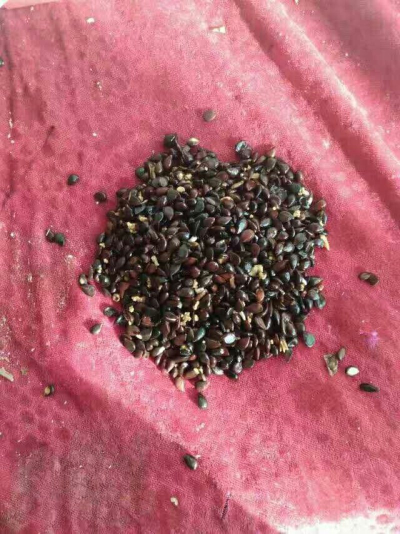梨树种子