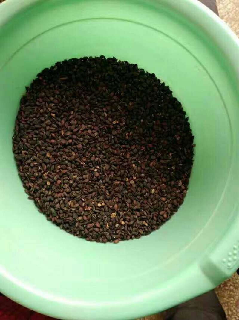 梨树种子