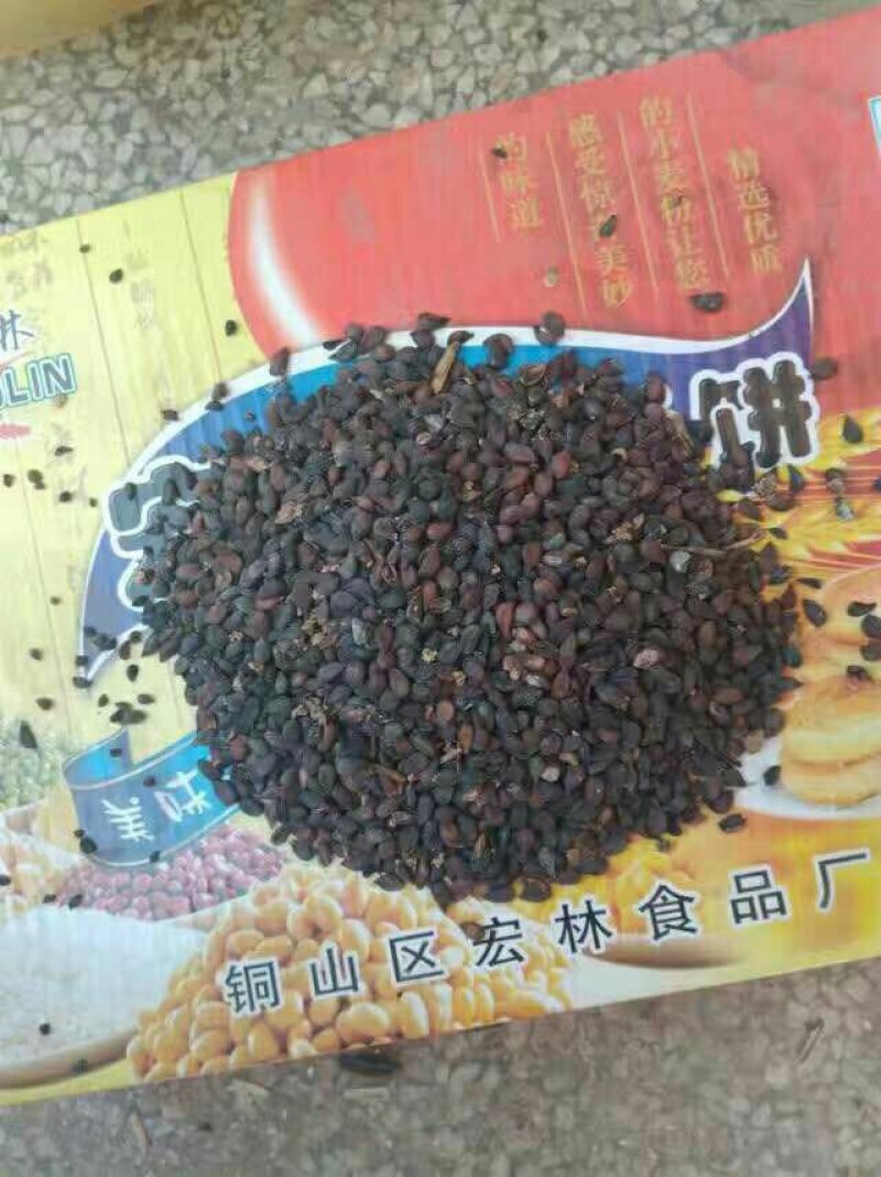 梨树种子