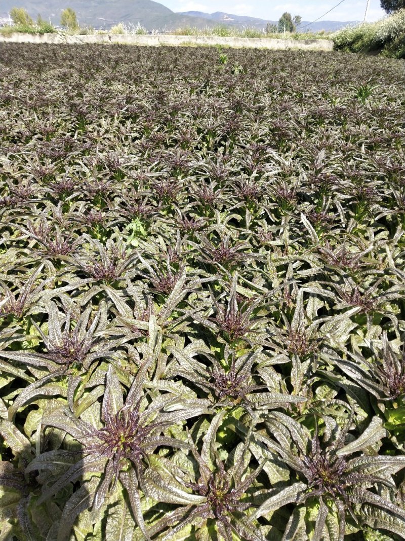 云南高原精品紫叶莴笋香笋产地货量充足可长期供货