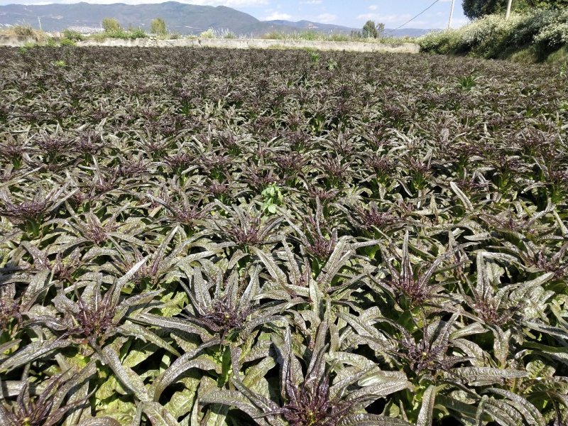 云南高原精品紫叶莴笋香笋产地货量充足可长期供货