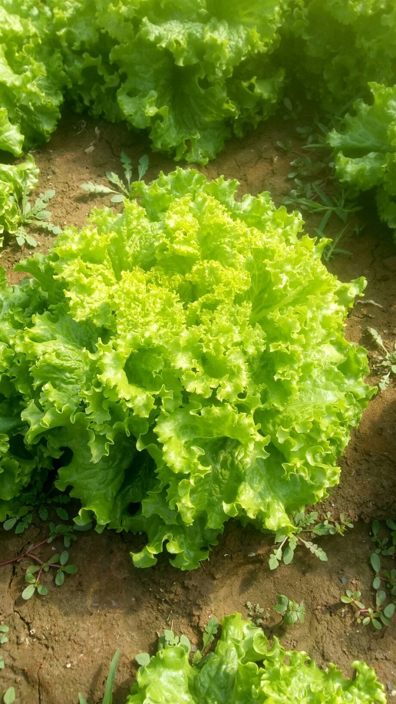 生菜