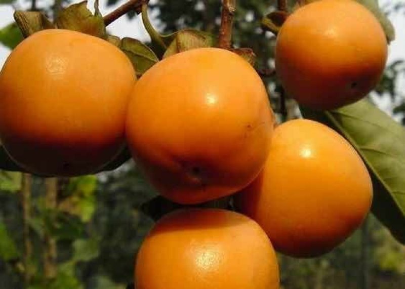 油性柿子可以做柿饼得