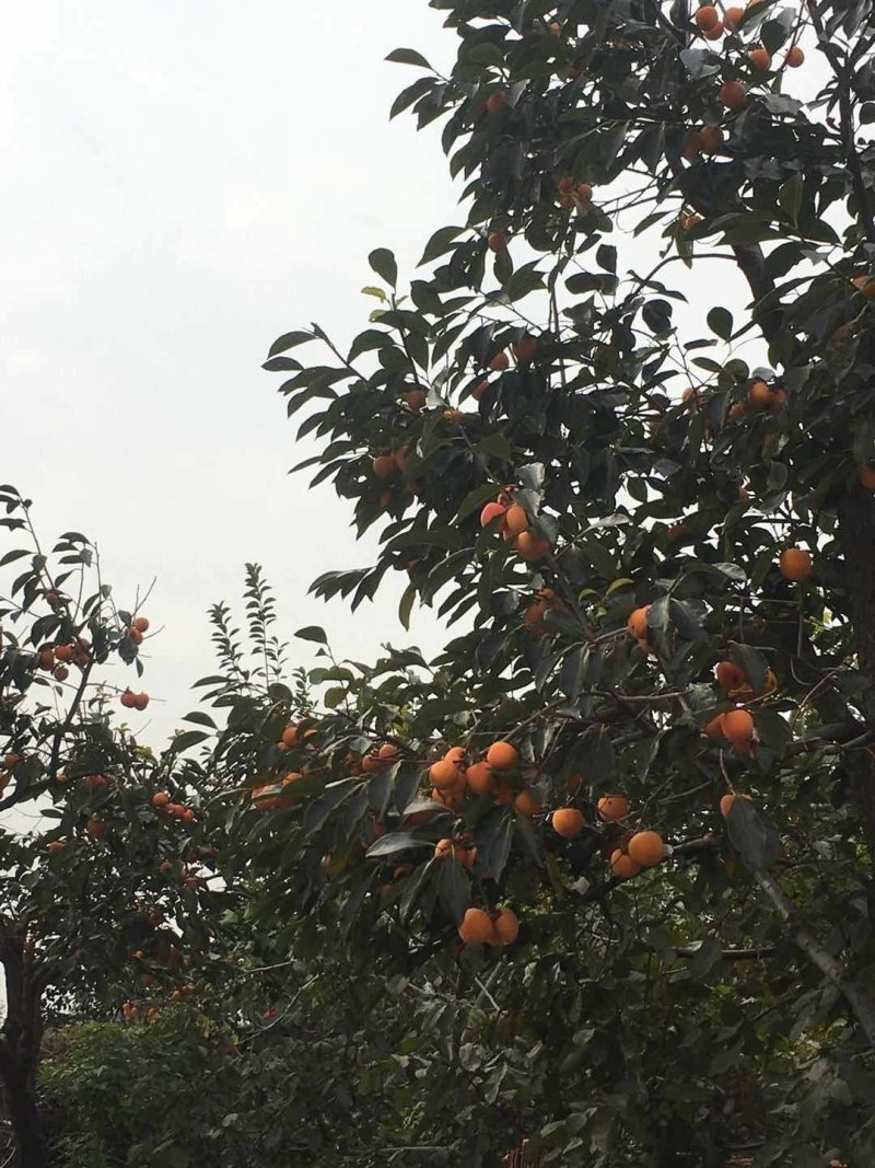 油性柿子可以做柿饼得