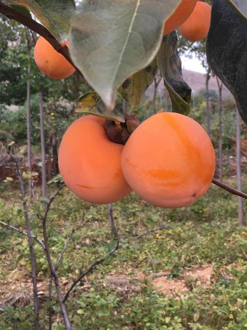 油性柿子可以做柿饼得