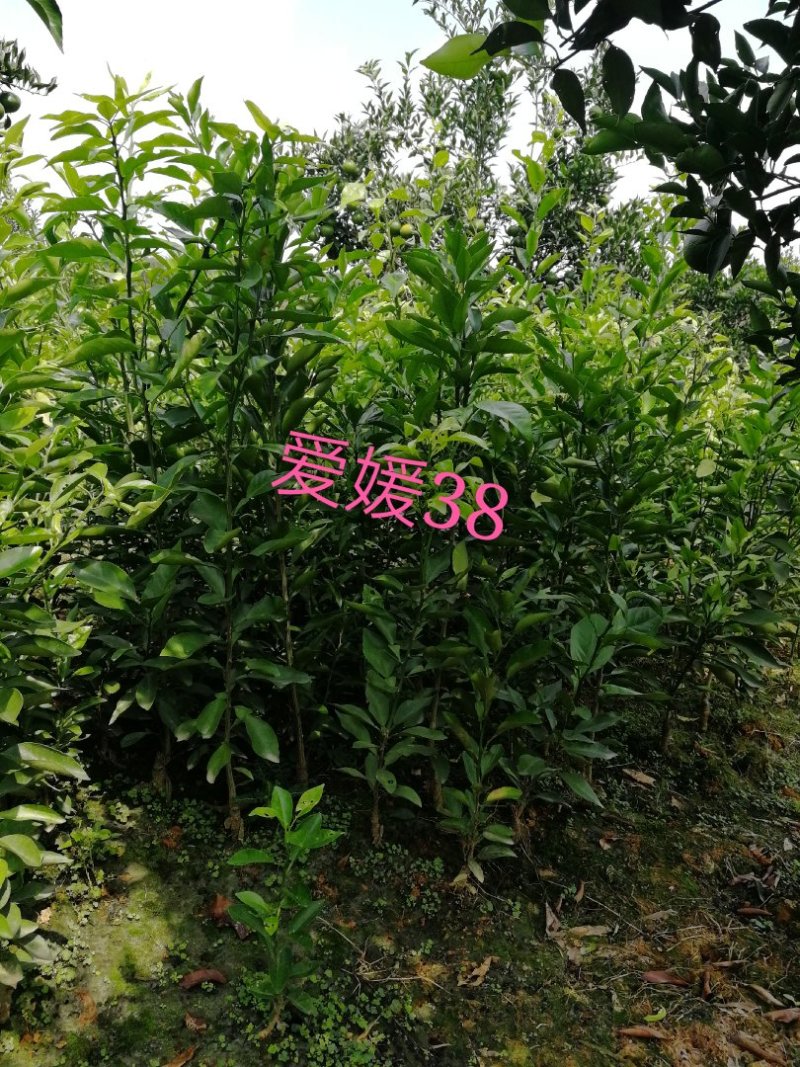 蒲江爱媛38果树嫁接苗手剥果冻橙苗皮薄汁多果苗