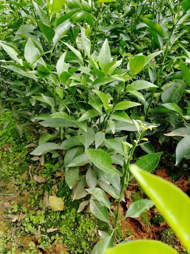 蒲江爱媛38果树嫁接苗手剥果冻橙苗皮薄汁多果苗