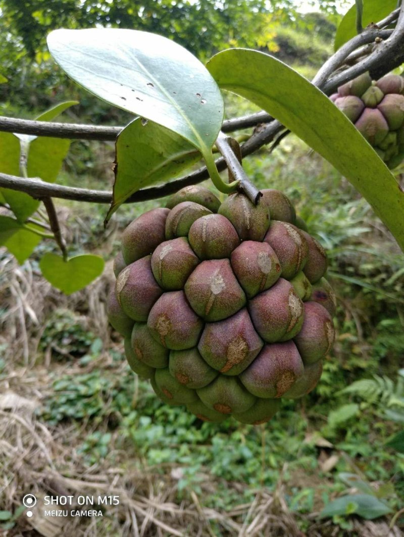 黑老虎布福娜果苗