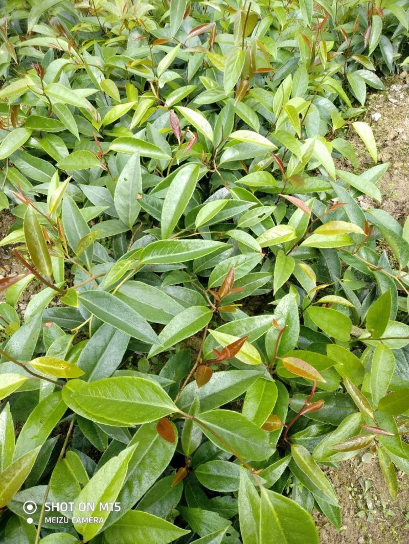 黑老虎布福娜果苗