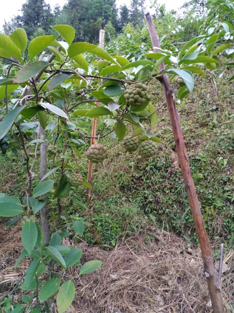 黑老虎布福娜果苗
